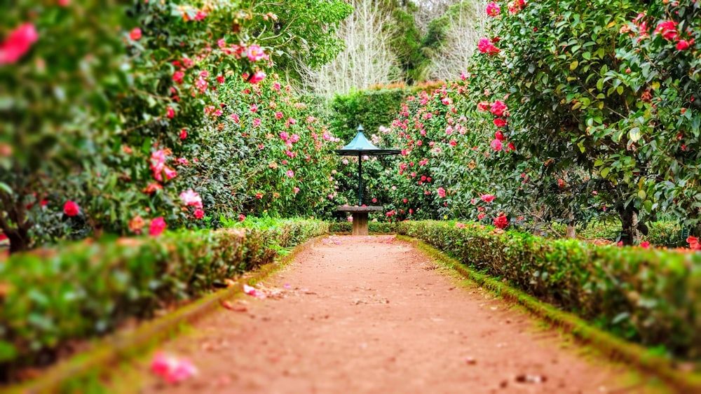 Landscaped garden path maintained by Mackay's Landscaping