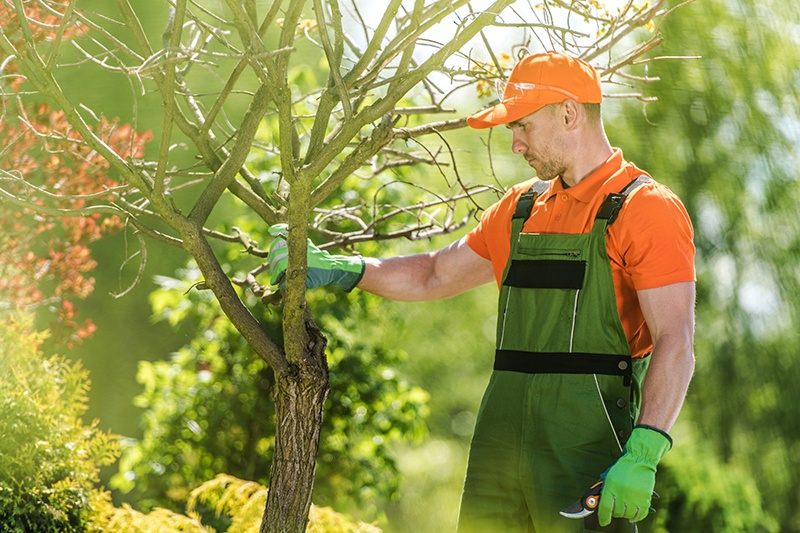 Tree & Shrub Trimming